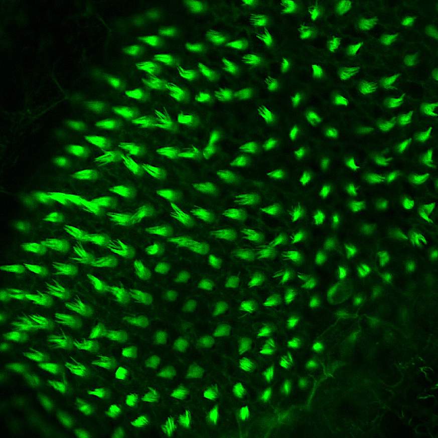 Image of zebrafish hair cells