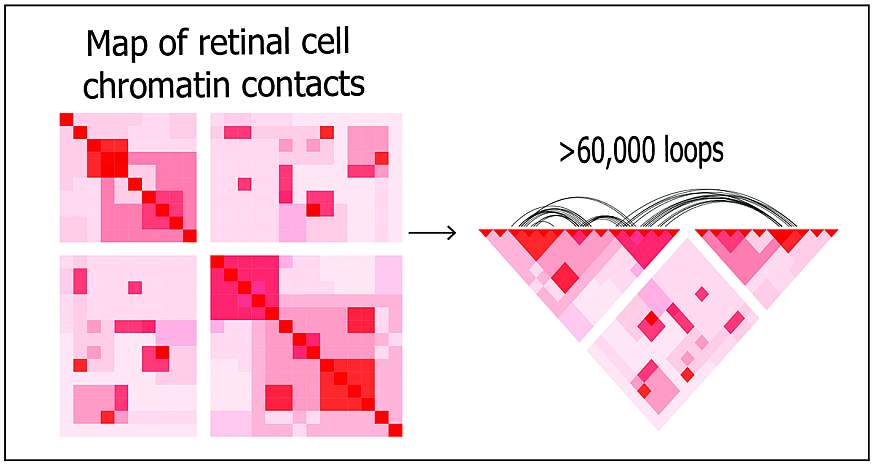 Using deep Hi-C sequencing, a tool used for studying 3D genome organization, the researchers created a high-resolution map of retinal cell chromatin contract points, shown left. The entire map included about 704 million contact points.