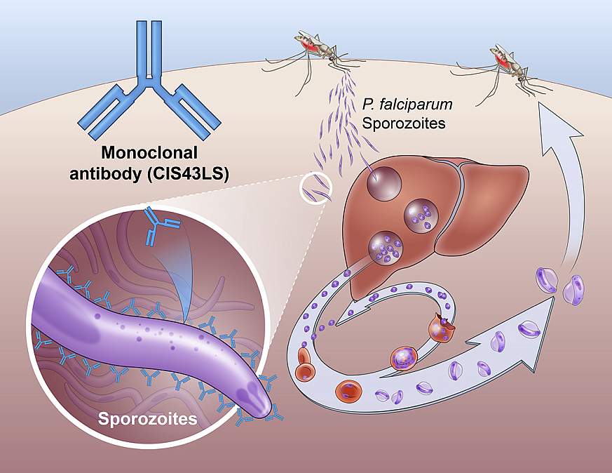 ilustración médica que muestra cómo un fármaco de anticuerpos interrumpe el ciclo de vida del parásito Plasmodium falciparum