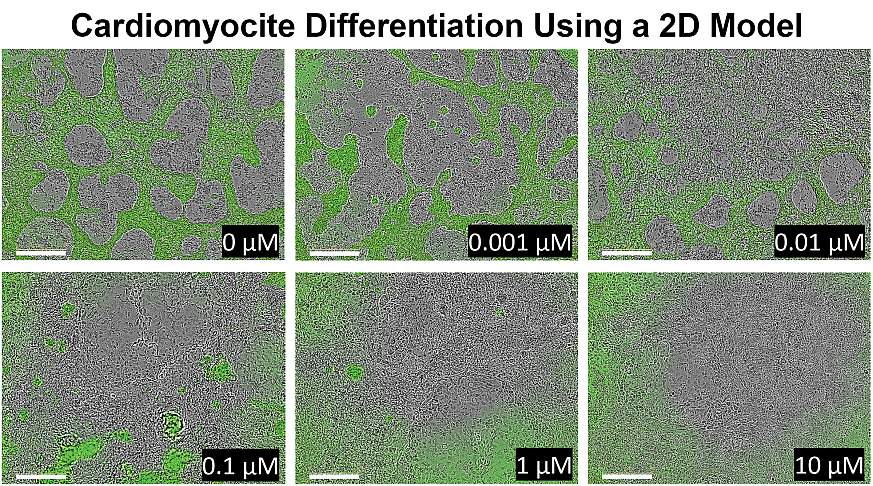Image of 2D model showing cell reaction to cadmium.