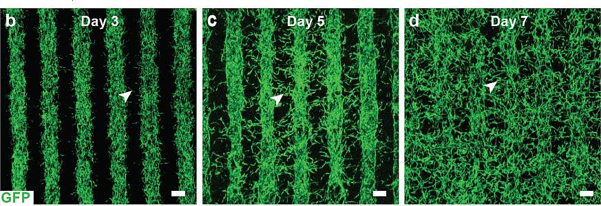 Rows of fluorescent green printed cells