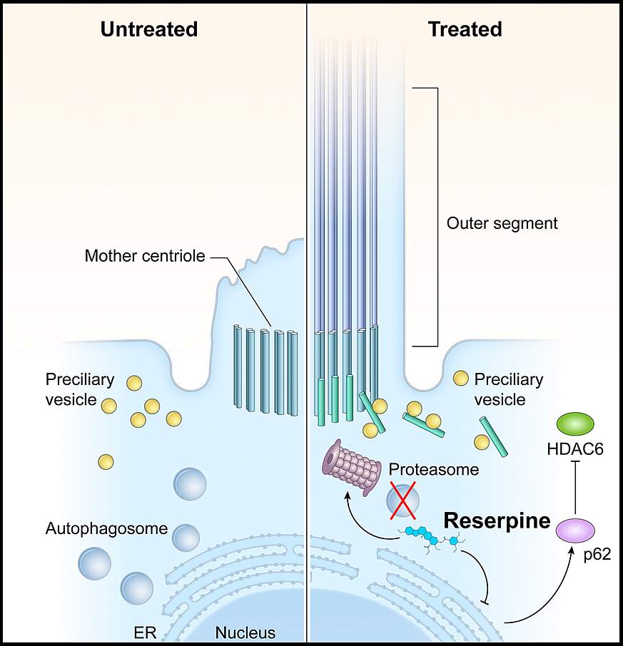 Illustration of treated vs. untreated LCA10