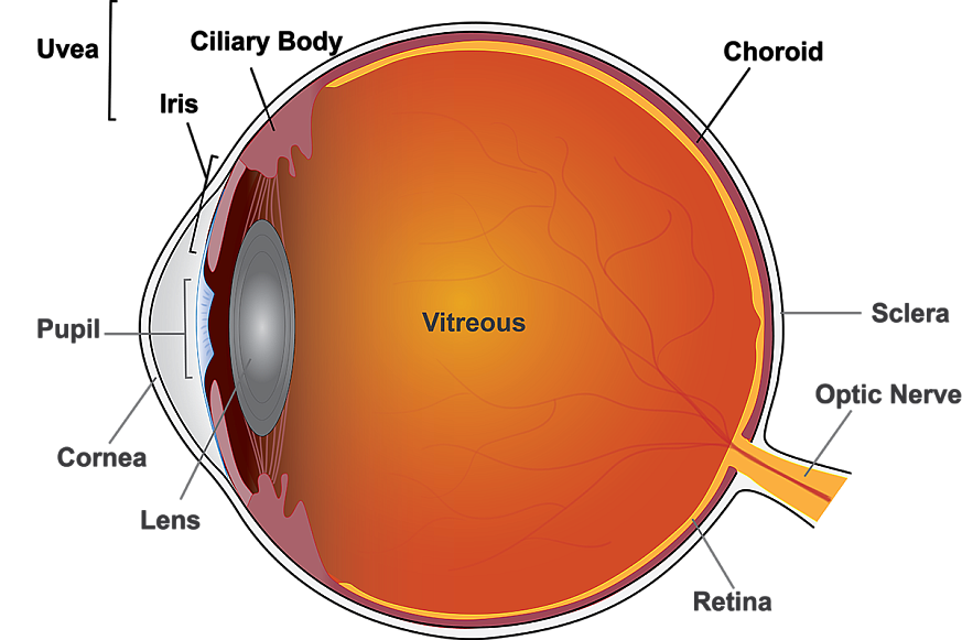 Illustration of the anatomy of the eye
