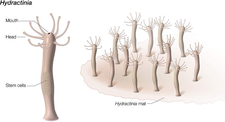 Diagram showing the composition of the Hydractinia symbiolongicarpus