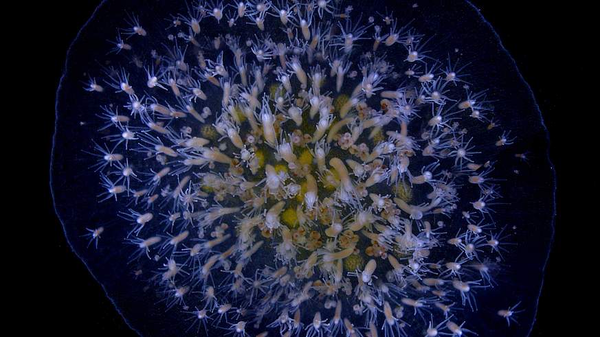 Image of several Hydractinia symbiolongicarpus