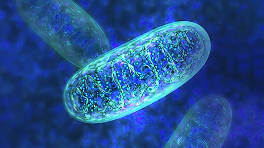 image of mitochondria.