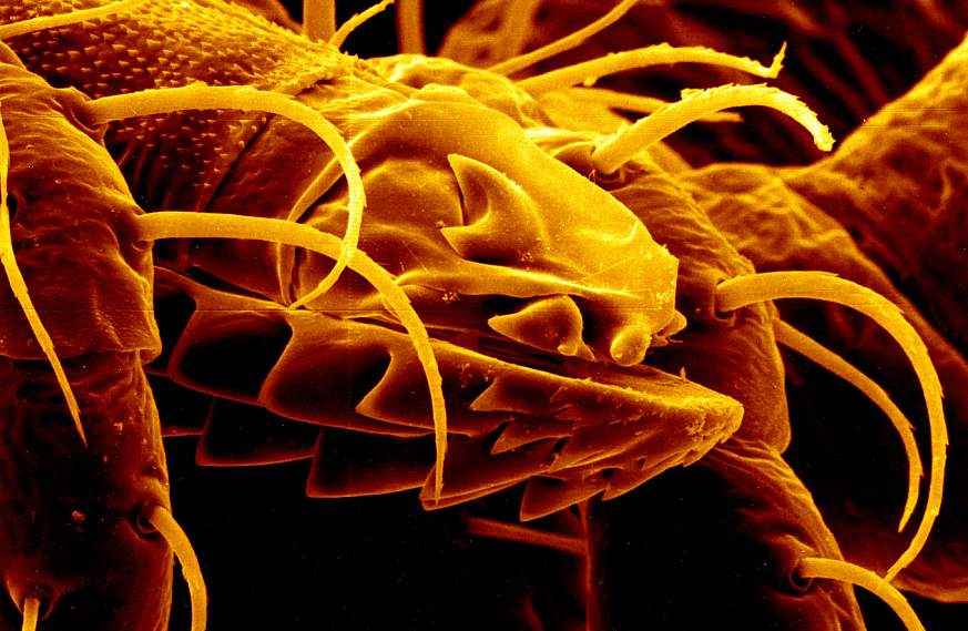 Mouth Parts of an Argas monolakensis Tick