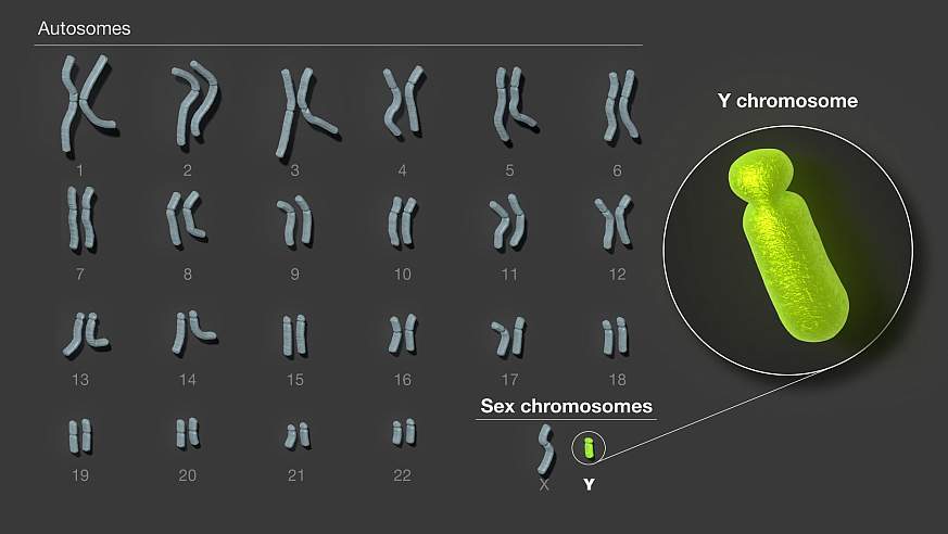 man chromosomes illustrated with the y chromosome circled and enlarged