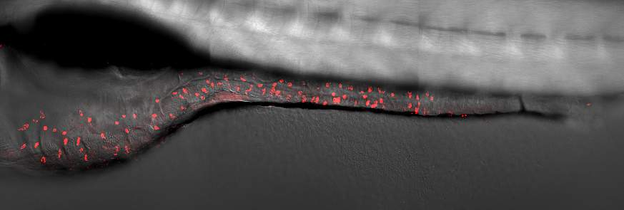 Red dots appear on the gray magnified gastrointestinal tract of a juvenile zebrafish
