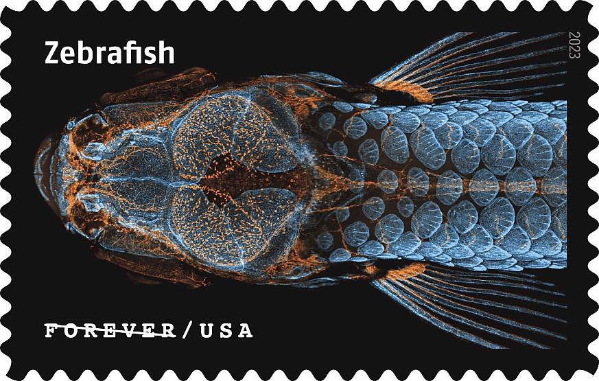 Image of a postage stamp featuring zebrafish microscopy.