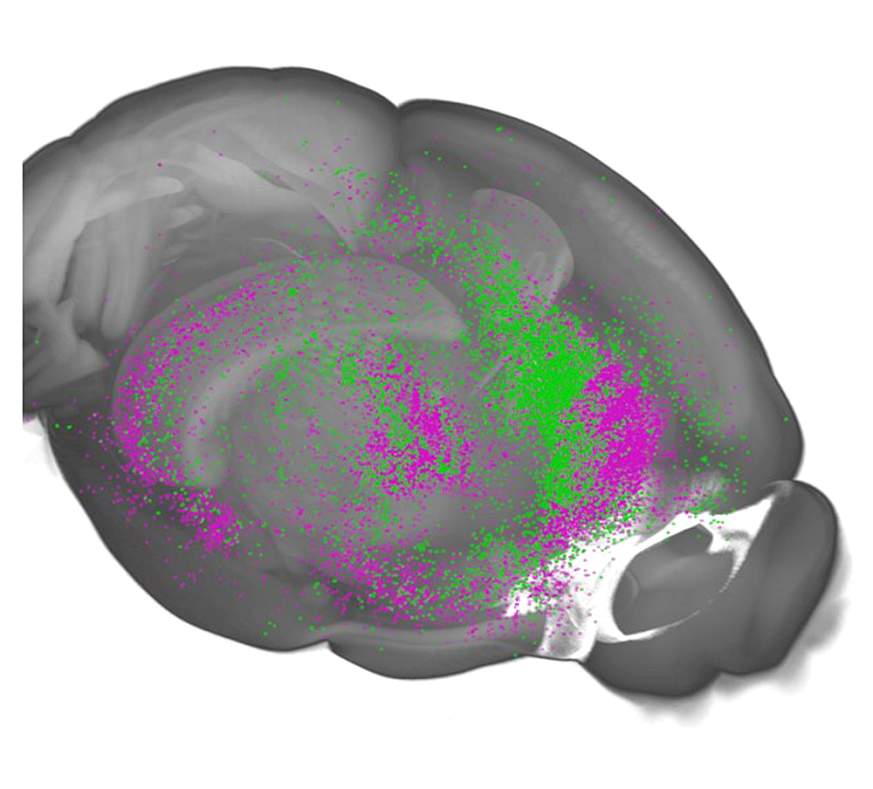 Researchers discover brain pathway that helps to explain light's