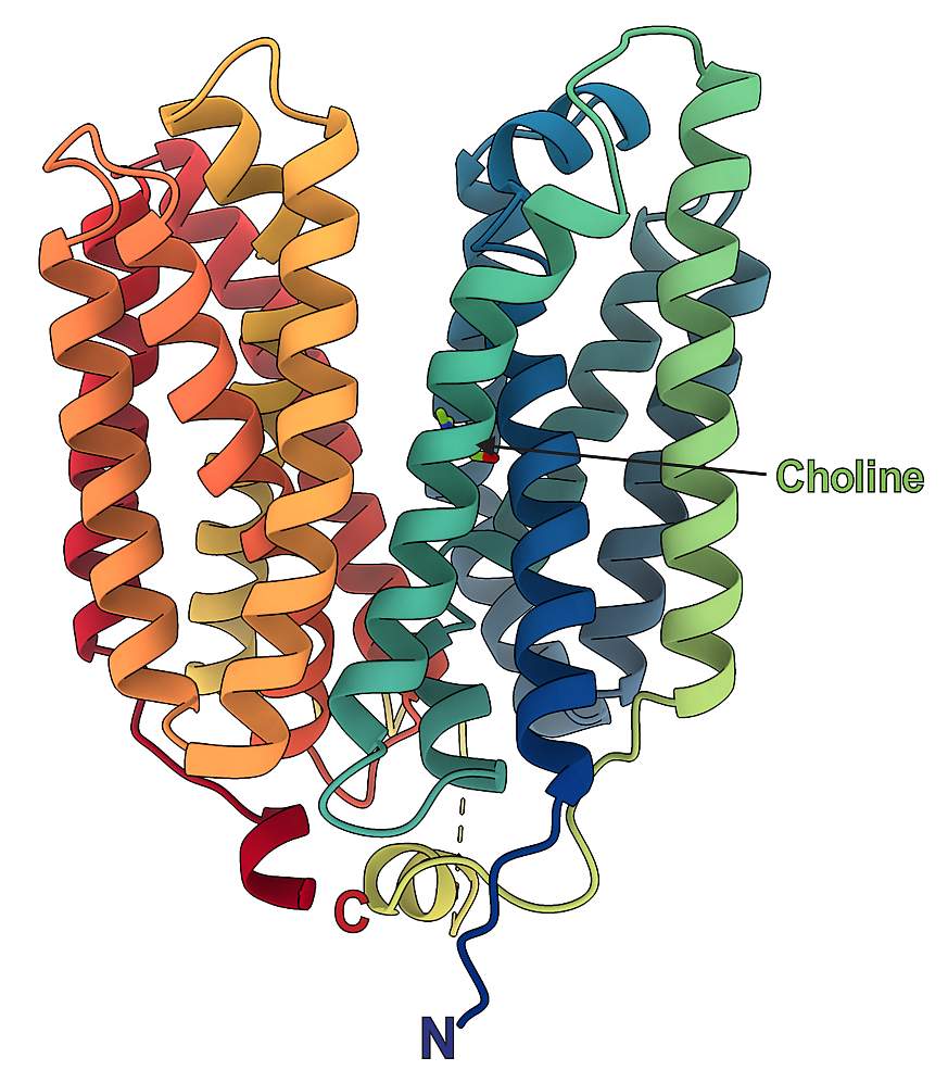 Diagram of FLVCR2 protein structure.