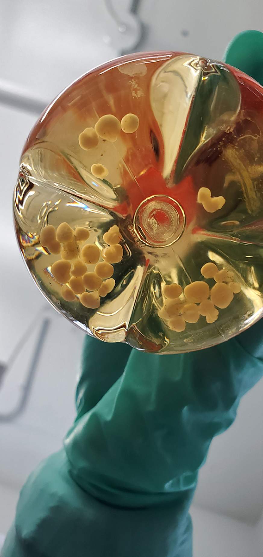 A researcher holds a flask containing human cerebral organoids similar to those used in the CWD study. 