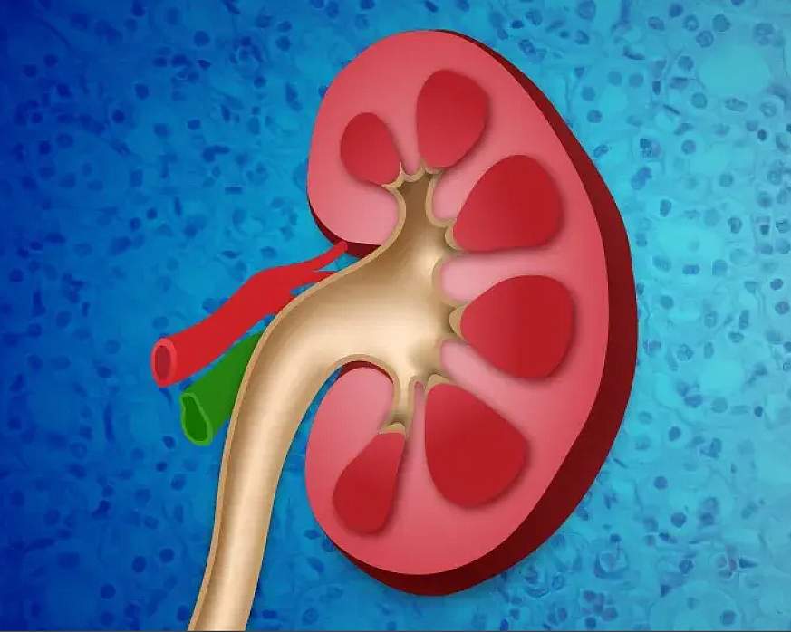 Visual of a the chambers within a kidney