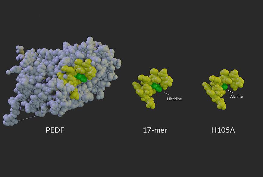 3D image of a model PEDF protein