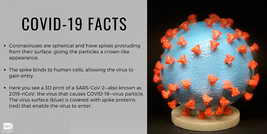 COVID-19 Facts: 3D print of virus