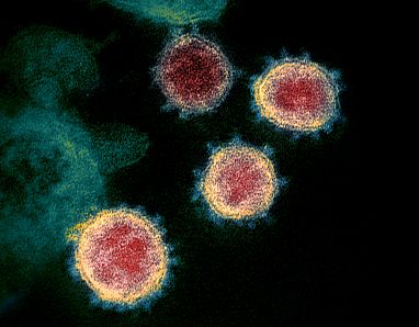 Image of corona virus from CDC