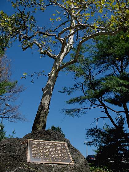 Tree of Hippocrates on NIH Campus.