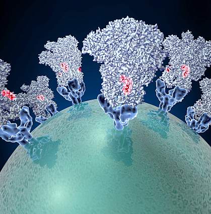 Coronavirus spike