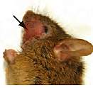 Mouse with bald patch on its face.
