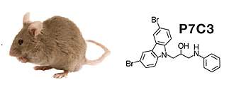 Photo of a mouse and a compound discovered living in mice