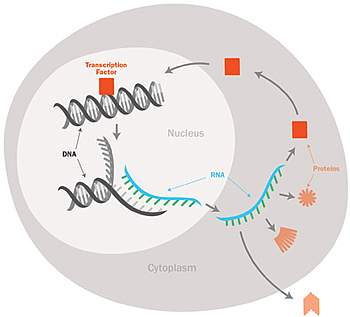 Gene transcription process