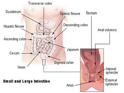 Diagram of the small and large intestines with various segments labeled