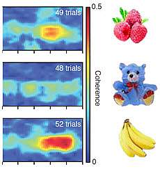 In-sync brain waves encode short-term memory of objects