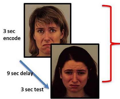 working memory task