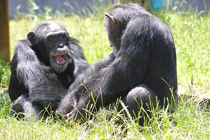 Image of two chimpanzees