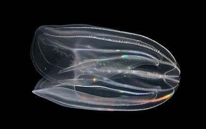 Aquatic comb jelly, M. leidyi