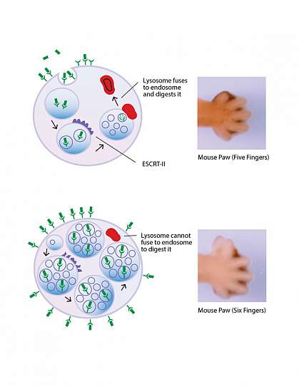 Mouse study reveals potential clue to extra fingers or toes National