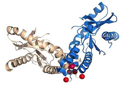 Illustration showing protein with SAVI mutations