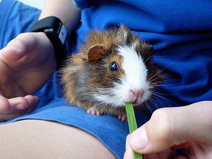 Image of a Guinea pig on a child’s lap.