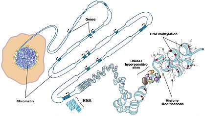 Illustration of epigenome