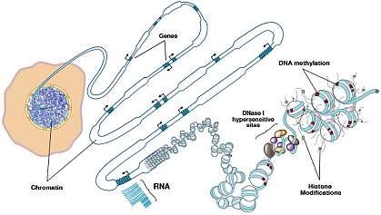 Illustration of epigenome