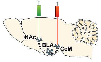 Illustration of mouse brain