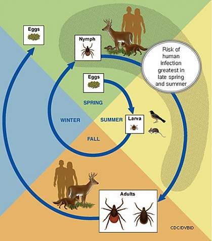 Lifecycle of Ixodes scapularis tick