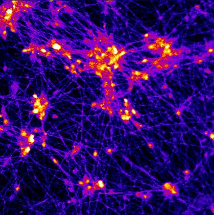 Image of neurons on 3D scaffold