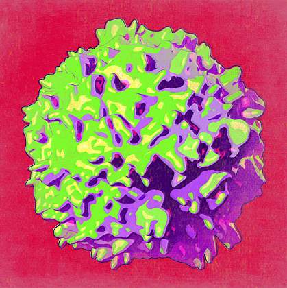 An image of an array of lymphoid cells