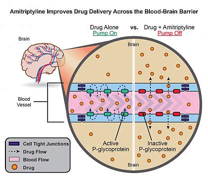 Illustration of blood-brain barrier.