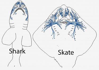 Illustration of electrosensory maps in sharks and skates
