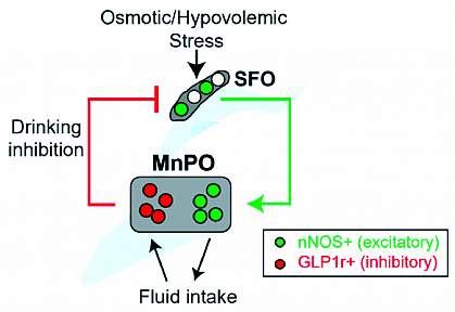 Diagram of circuits that control fluid drinking in the mouse brain.