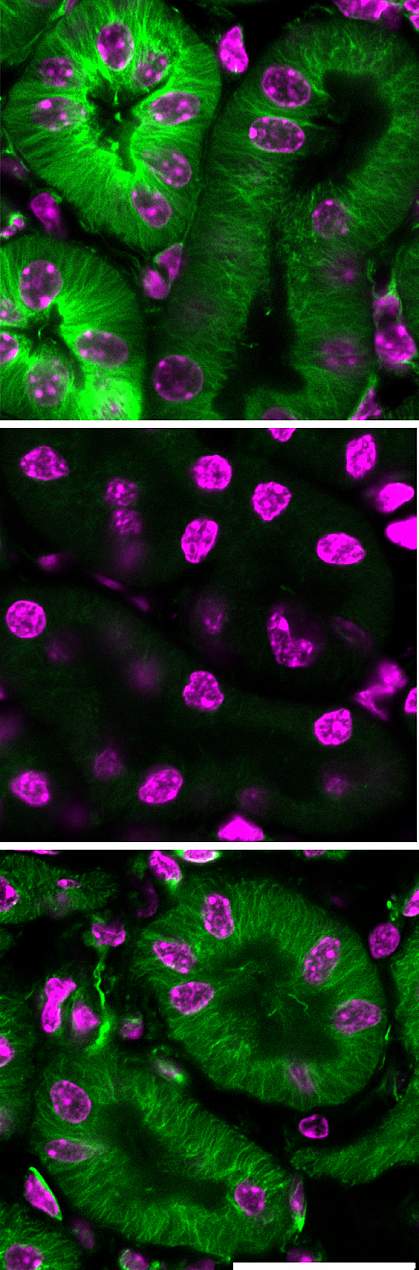 Images of mouse renal cells