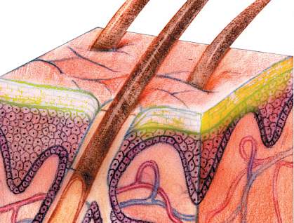 A drawing of a microscopic cross section of skin.