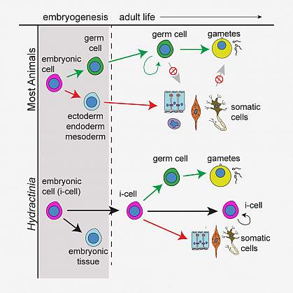 Illustration of germ cell formation