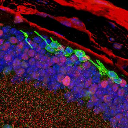 Image of photoreceptors in the mouse eye