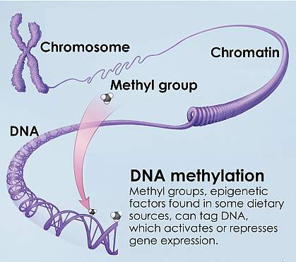 Illustration of DNA methylation