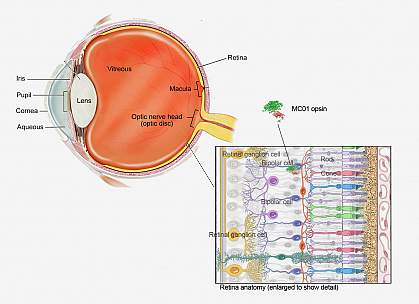 Illustration of eye cross section