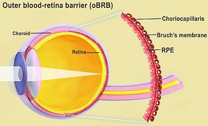 Diagram of eye